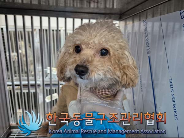 푸들 이미지 파일 입니다.